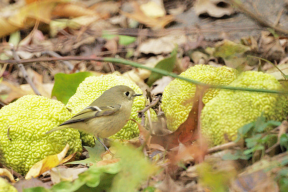 Ruby-Crowned Kinglet and Osage Oranges, Central Park