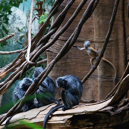 Langurs, Bronx Zoo