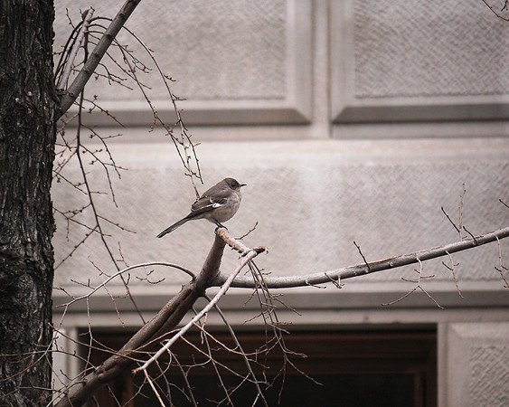 Mockingbird, Central Park West
