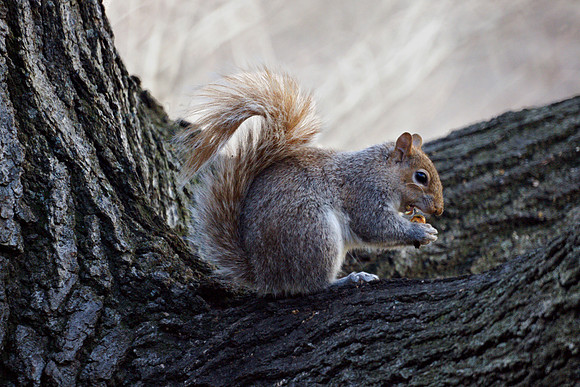 Hungry squirrel, Central Park