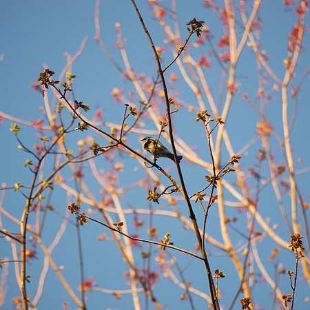 Magnolia Warbler, Central Park