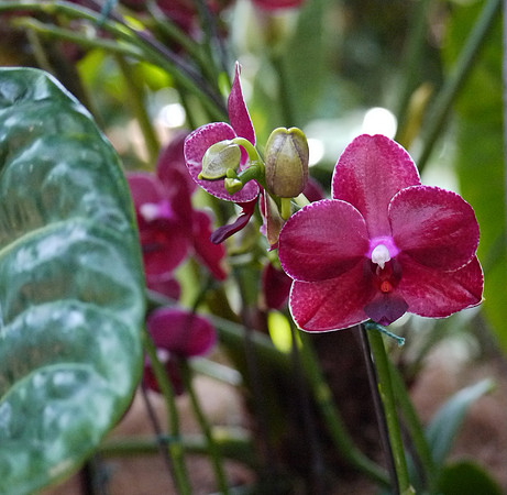 Phalaenopsis, NY Botanical Garden