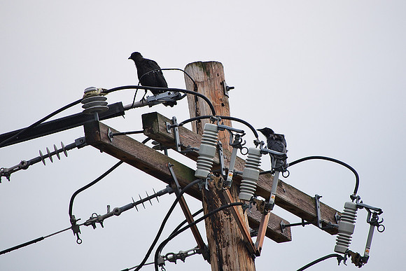 Crows