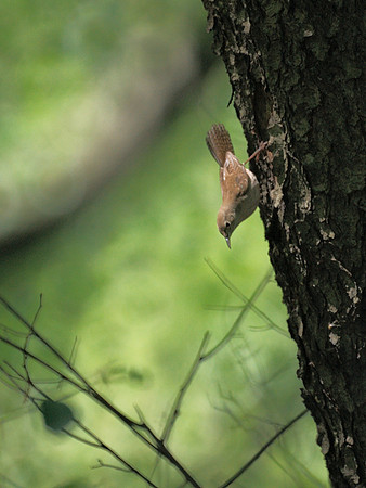 House Wren, Central Park