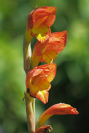 Gladiolus and wasp
