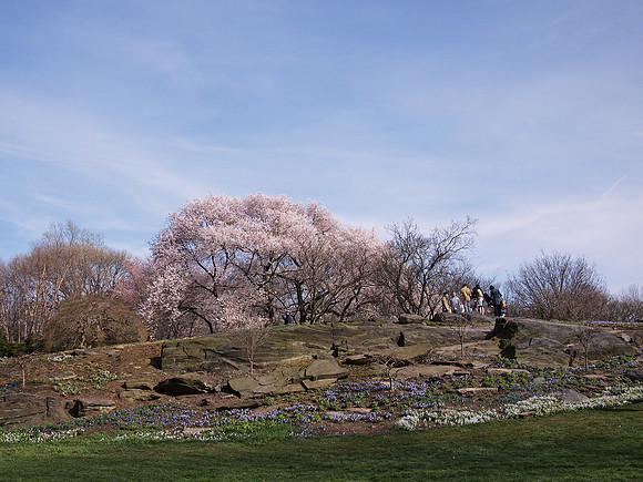 New York Botanical Garden