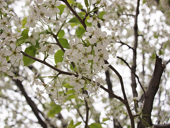 Callery Pear, Ninth Avenue