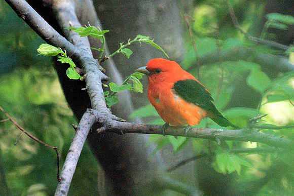 Scarlet Tanager, Central Park