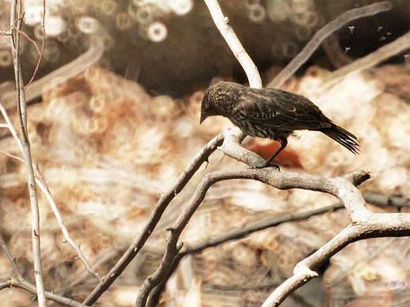 Female Red-Winged Blackbird, Central Park