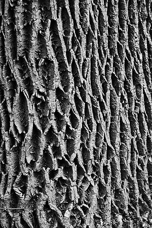Tree bark
