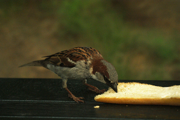 sparrow vs hero roll