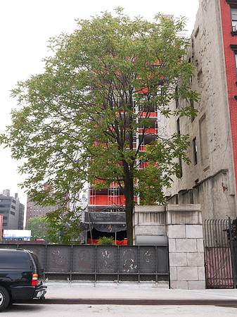 Tree and construction, Hell's Kitchen