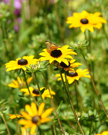 Butterfly and Black-Eyed Susans, Central Park