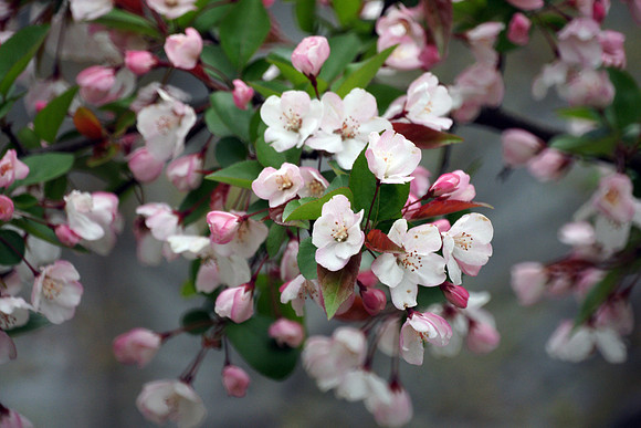 Cherry blossoms, Central Park