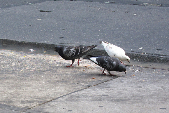 Pigeon trio, Manhattan