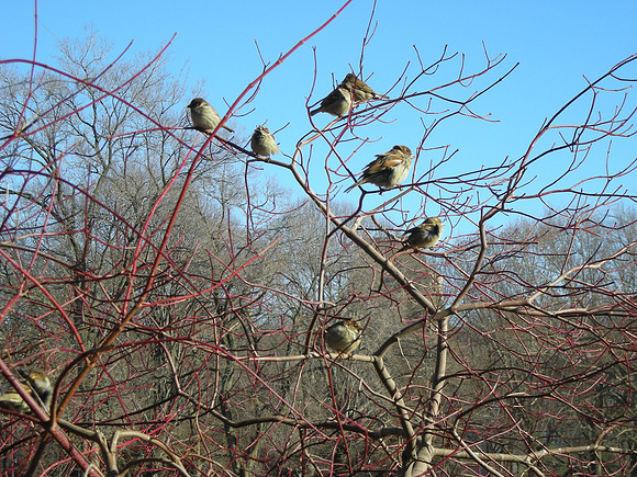 sparrows, waiting