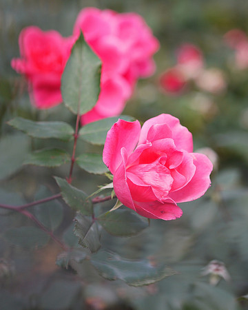 Very pink
