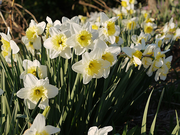 Daffodils