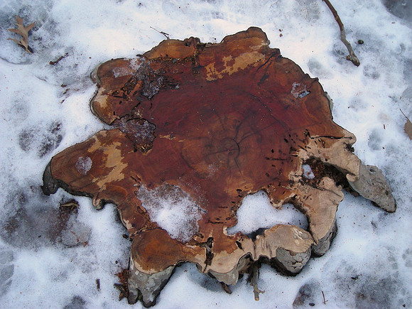 tree stump