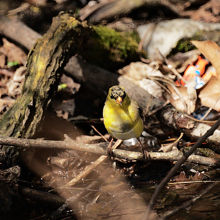 American Goldfinch, NY Botanical Garden