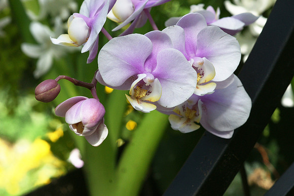 Phalaenopsis