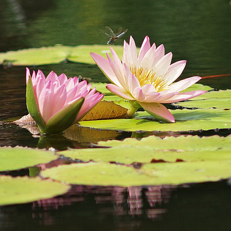 Dragonfly and Water lilies