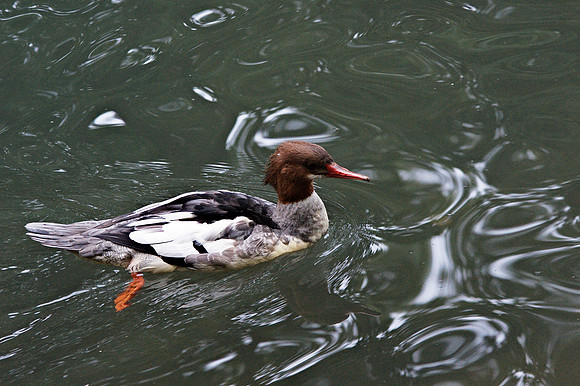 Merganser