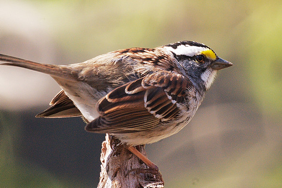 White-Throated Sparrow