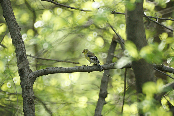 American Goldfinch, Central Park