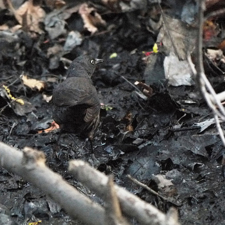 Rusty Blackbird, Central Park