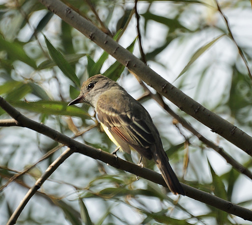 Great Crested Flycatcher, Central Park