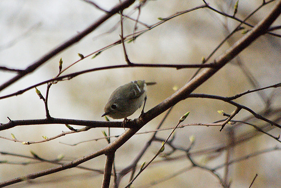 Ruby-Crowned Kinglet