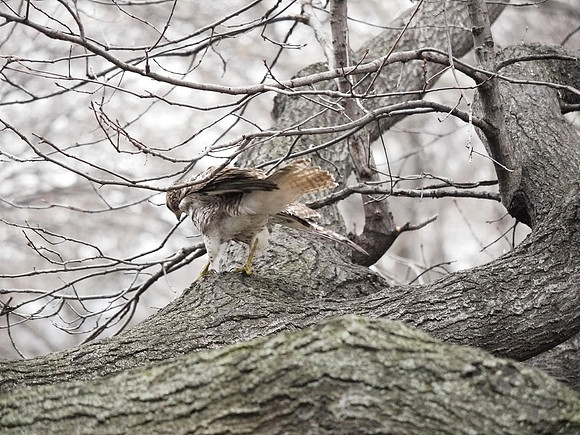 The Hawk and Squirrel Story (8)