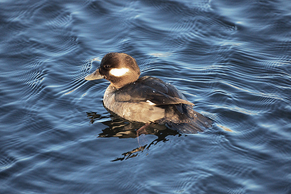 Bufflehead gal, won't you come out tonight?