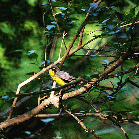 Canada Warbler