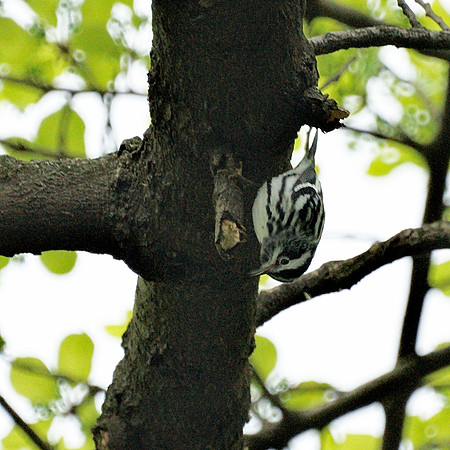 Black and White Warbler, Central Park