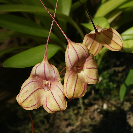 Masdevallia