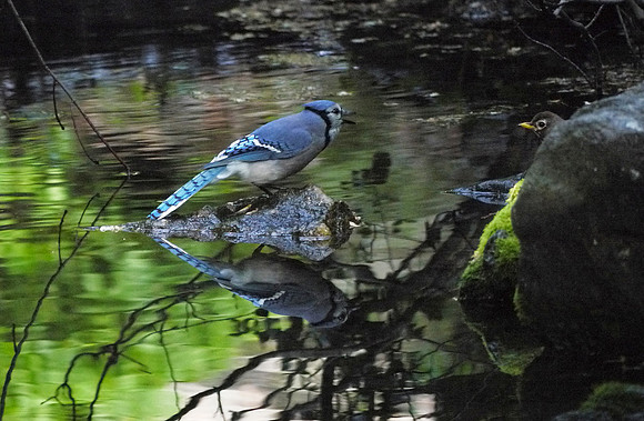 Blue Jay