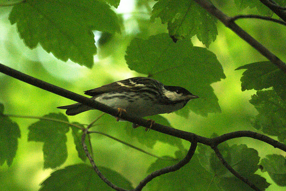 Blackpoll, closer