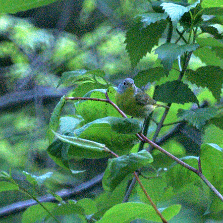 Nashville Warbler, Central Park
