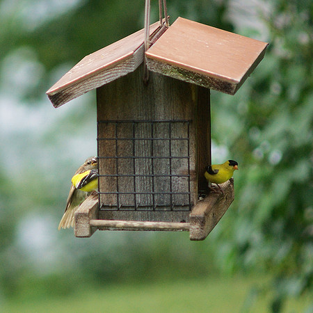 Goldfinches at Traveler Books
