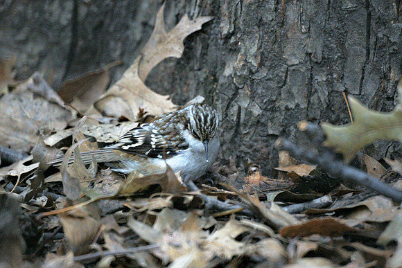 Brown Creeper, Central Park