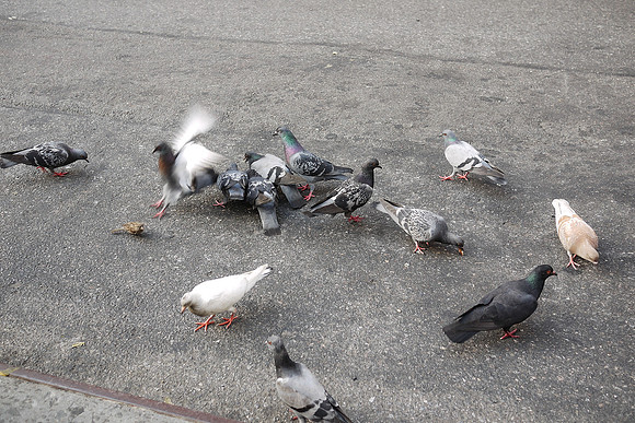 Pigeons, West 38th Street