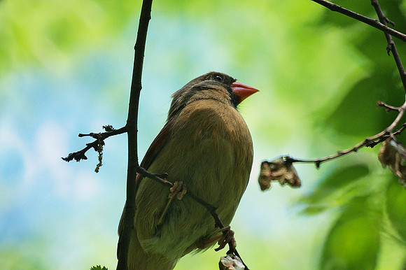 female Cardinal