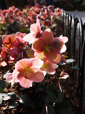 Hellebore, outside the Central Park Zoo