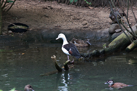 Central Park Zoo