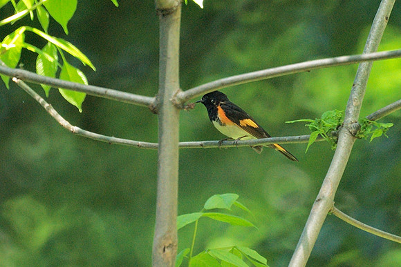 American Redstart, Central Park