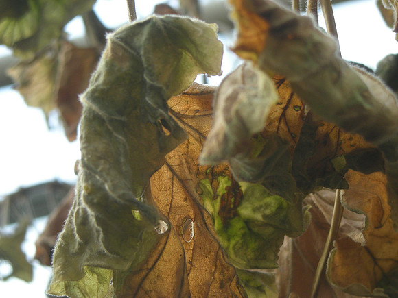 leaves, leaving (2)