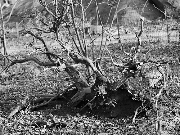 Uprooted tree stump, near Azalea Pond, Central Park