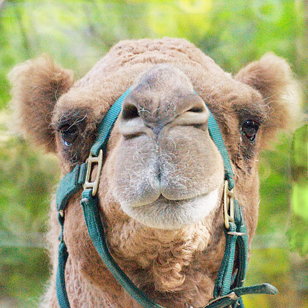 Camel, Bronx Zoo